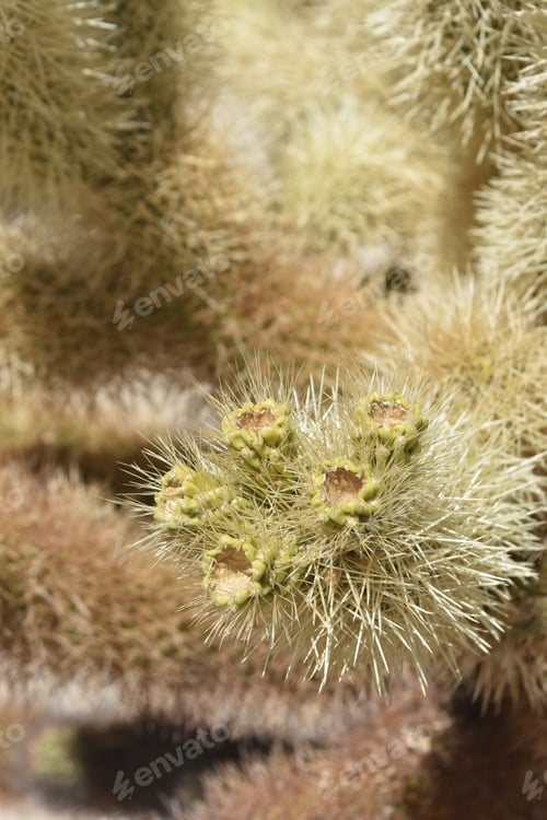 Preview: Striking Cluster Of Budding Cholla Cactus Flower Blossoms.