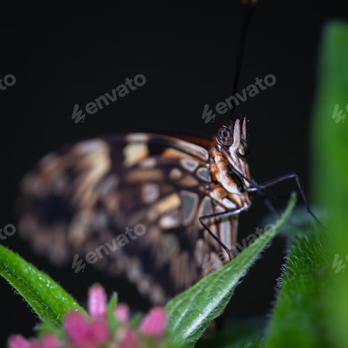 Preview: Macro Of A Tropical Butterfly Resting On A Leaf In The Rainforest Of Costa Rica