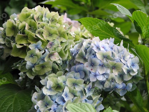Preview: Pretty White And Light Blue Hydrangea Flower Blossoms.