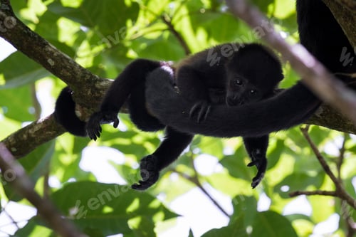 Preview: Close Up Of A Baby Howler Monkey Up A Tree In The Rainforest Of Costa Rica