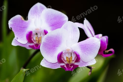 Preview: Close Up Of A Beautiful Orchid In A Dark Green House In Southern California