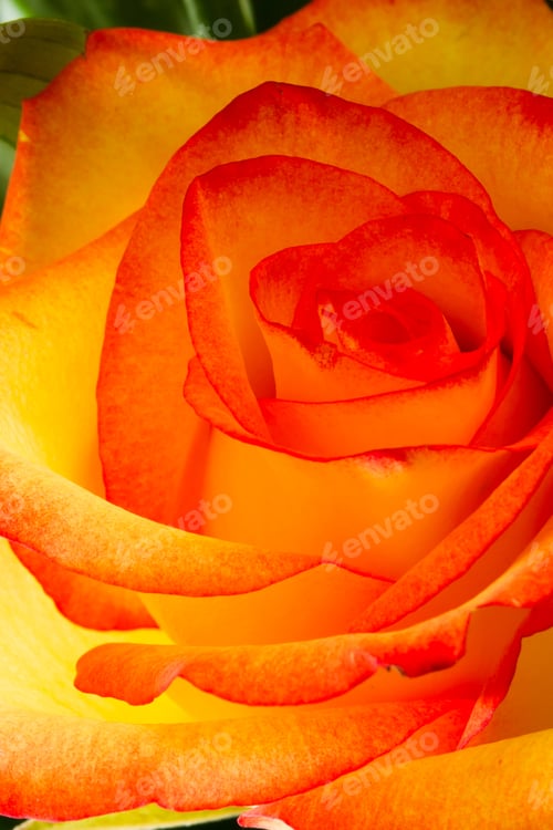 Preview: Closeup Of A Rose With Orange And Red Coloring In A Bouquet