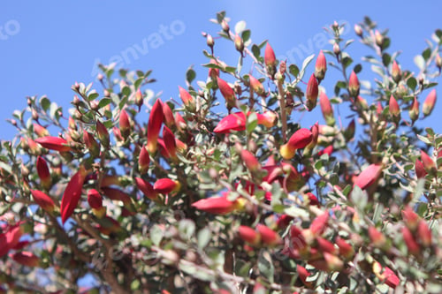 Preview: A Desert Penstemon Bush With Bright Pink Flowers 6504
