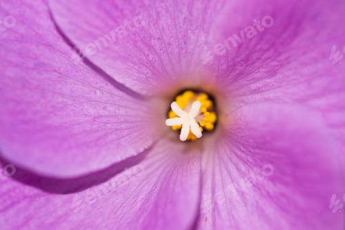 Preview: Close Up Of A Beautiful Soft Purple Flower With A 5 Pointed Star In The Middle