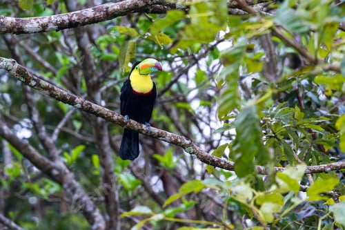 Preview: Close Up Of A Keel Billed Toucan Perched On A Tree Branch In Tropical Costa Rica
