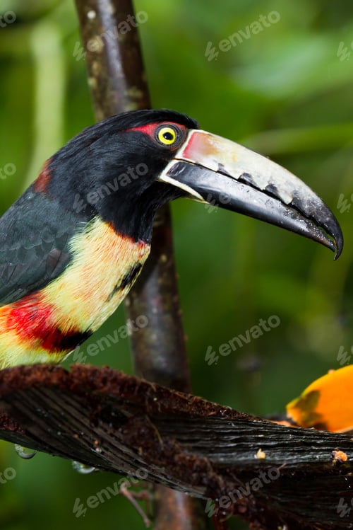 Preview: Medium Size Aracari Toucan In The Rainforest Of Belize