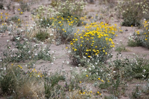 Preview: Yellow And White Flowers In The Desert