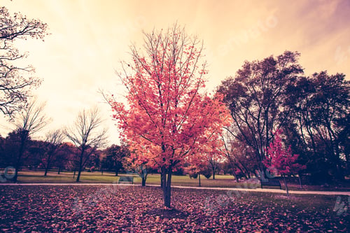 Preview: Autumn