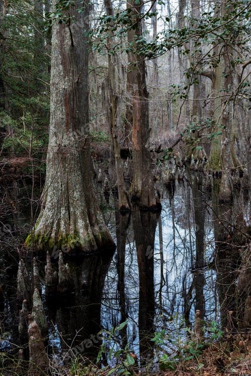 Preview: Bald Cypress Trees In A Swamp