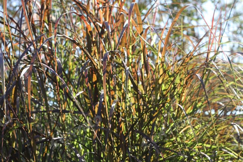 Preview: Tall Blades Of Prairie Grass With Feathery Plumes 2751