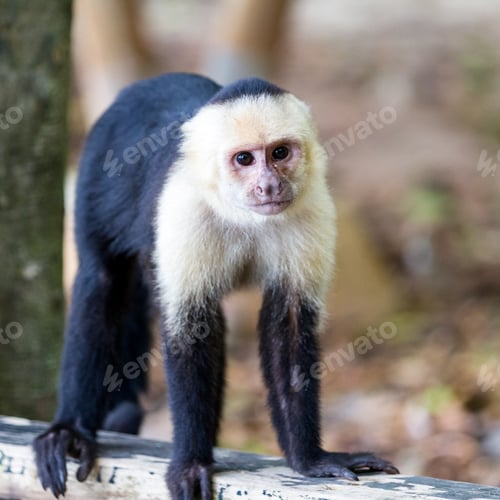 Preview: White Faced Monkey In Manuel Antonio Natural Park In Costa Rica