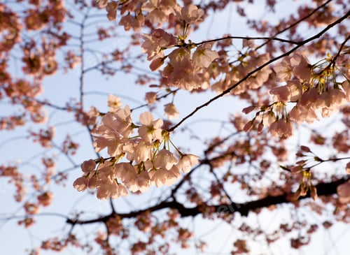 Preview: Pink Japanese Cherry Blossoms On Branches Overhanging The Tidal Basin In Washington Dc