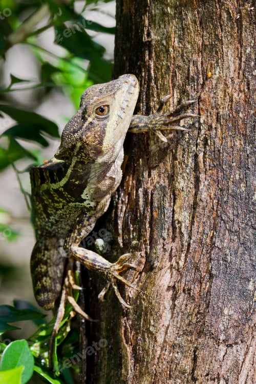 Preview: Tree Lizard Climbing In The Rain Forest Of Belize