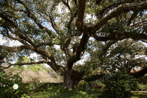Preview: Tree With Spanish Moss