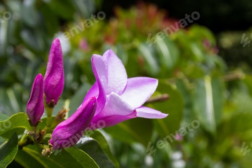 Preview: Close Up Of A Beautiful Purple Flower With Five Delicate Petals With A Group Of Blooms Ready To