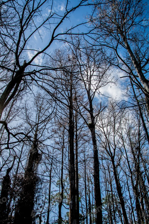Preview: Cypress Tree Tops In The Cloudy Skies