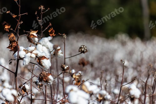 Preview: Closeup Of Blooming Cotton In A Field Ready For Harvest
