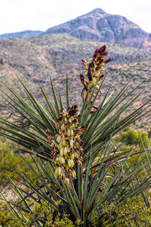 Preview: Yucca Flowers In The Desert