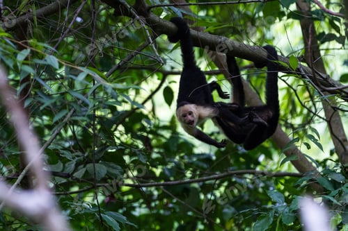 Preview: Wild White Faced Monkeys In The Trees Of The South Pacific Jungle In Costa Rica
