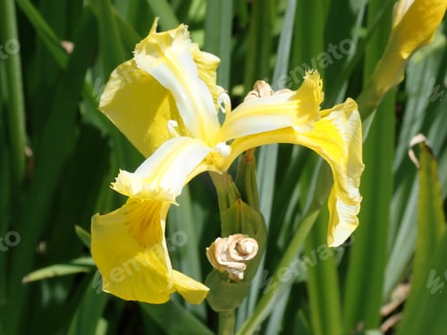 Preview: Yellow Iris Close Up In The Sunshine