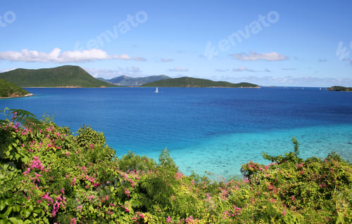 Preview: Sea Scape With Close-Up Flowers On The Caribbean Island Of St John