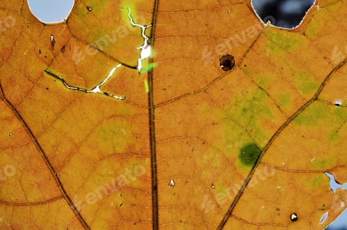 Preview: A Close-Up Of An Autumn Leaf, As Photographed In Saint Louis, Missouri, Usa. Indicative Of Nature