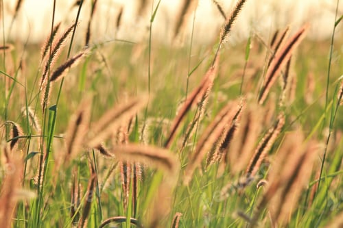 Preview: Wild Grass - Nature Background Of Fine Detail - Growth Of The Land