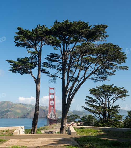 Preview: Marin Headlands With The Golden Gate Bridge Taken With Cypress Trees From Golden Gate Park In San