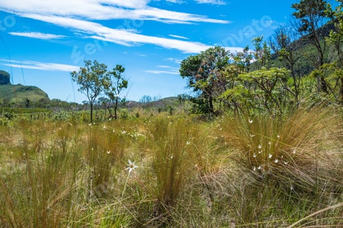 Preview: View Of The Beautiful Jardim De Maytrea (Maytrea Garden) At Chapada Dos Veadeiros (Deers Tableland)