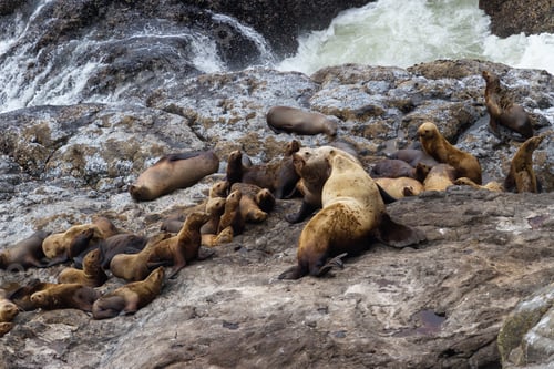 Preview: Group Of Female Sea Lions Surrounding Two Large Bulls In A Power Struggle