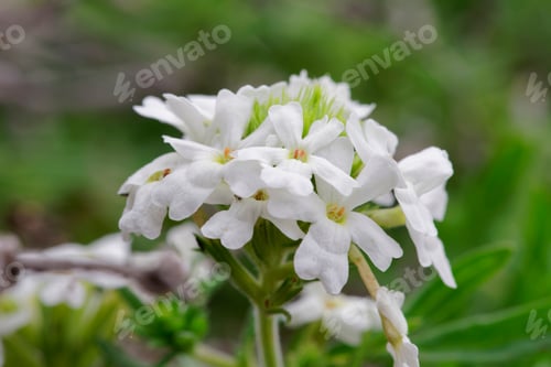 Preview: Verbena Is A Flower That Grows When The Atacama Desert Blooms. This Photograph Was Captured At The