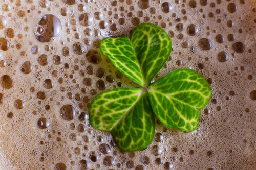 Preview: Colorful Green Shamrock Floating On Top Of An Irish Beer