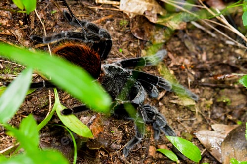 Preview: Large Tarantula In The Rainforest Of Belize