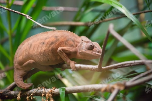 Preview: Gecko On Tree Branch