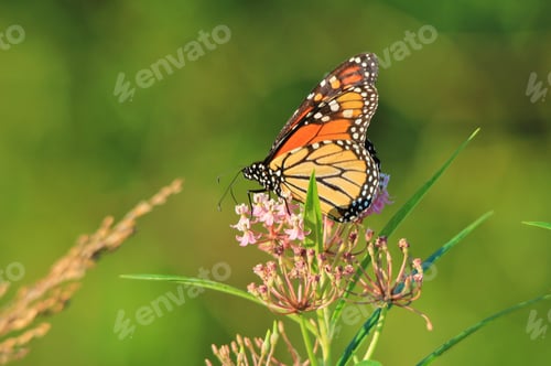 Preview: A Monarch Butterfly Visits Various Wild Flowers, Sucking Up Precious Nectar And Sweet Juices From