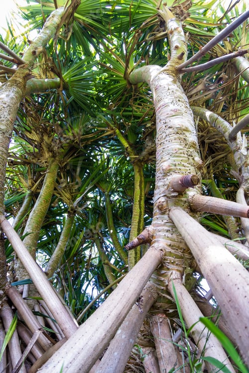 Preview: Looking Up Perspective Of A Tropical Tree With Long Shallow Roots