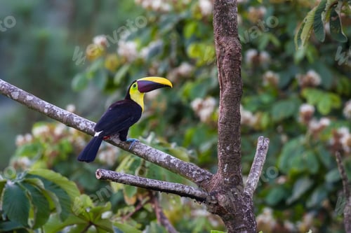 Preview: Chestnut Mandible Toucan Perched On A Branch In San Carlos Costa Rica