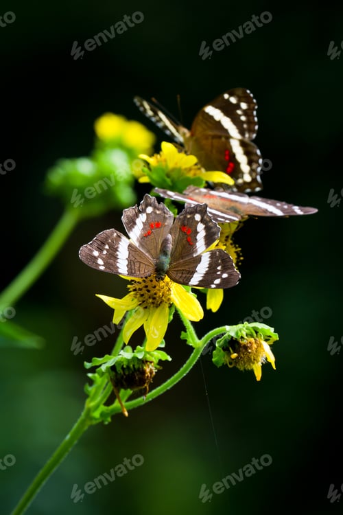 Preview: Closeup Of Brown Butterflies On Flowers In The Rainforest Of Belize