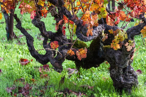 Preview: Beautiful Old Grape Vine With Knots Everywhere And Autumn Colors On Its Leaves