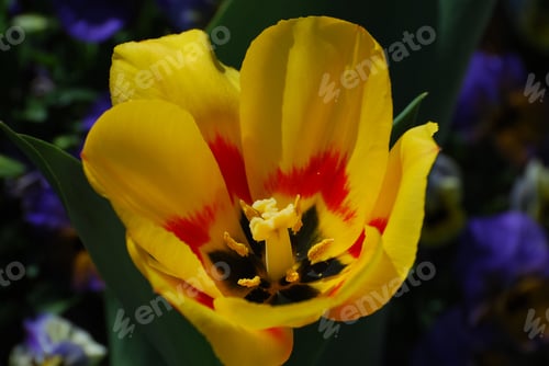 Preview: Garden With Blooming Yellow And Red Tulips In A Spring Garden.