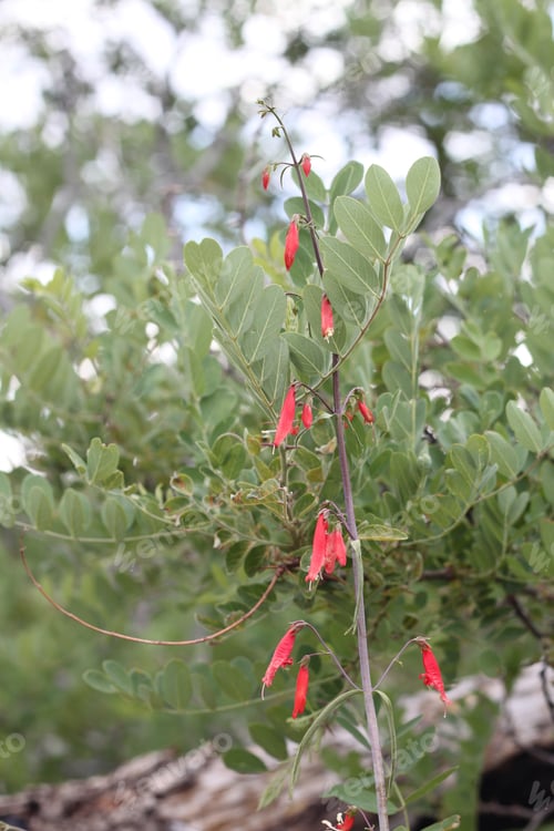 Preview: A Firecracker Penstemon With Pink Flowers 8169