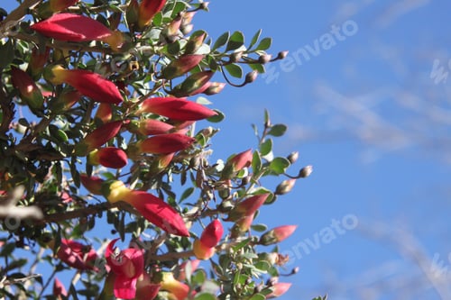 Preview: A Desert Penstemon Bush With Bright Pink Flowers 6528