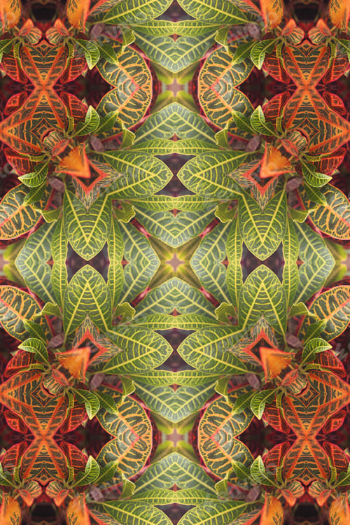 Preview: A Croton Petra Plant Abstract With Vivid Variegated Leaves 1909