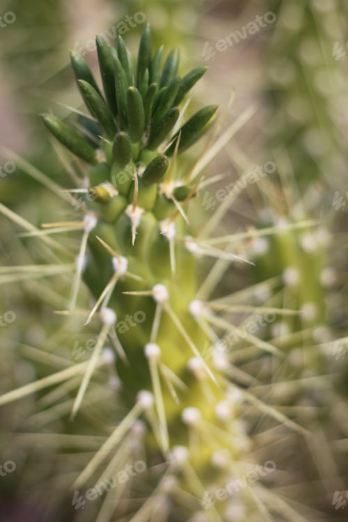 Preview: A Green Eve'S Needle Cactus Plant 0605