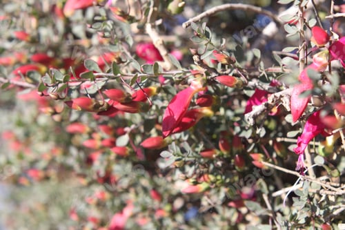 Preview: A Desert Penstemon Bush With Bright Pink Flowers 6490