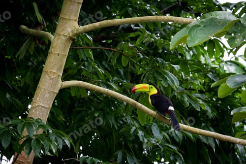 Preview: Keel Billed Toucan In The Canopy Of The Rainforest Of Belize