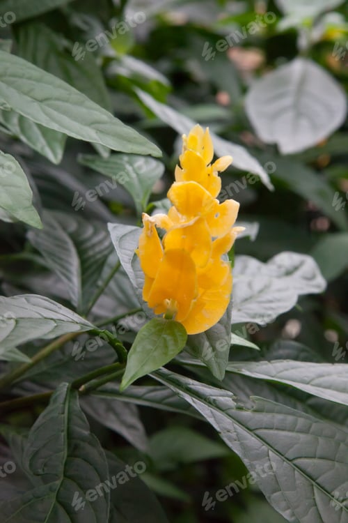 Preview: Yellow Flower And Green Leaves