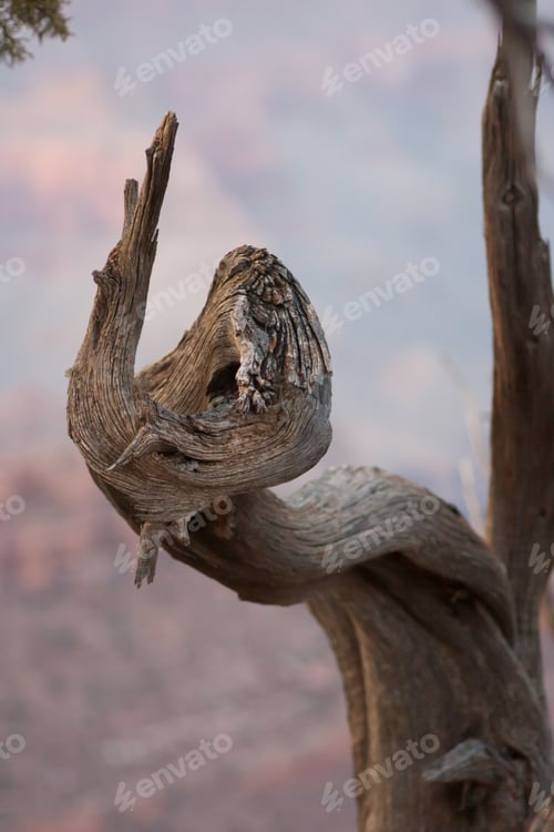 Preview: Abstract Of Weathered Tree Limb And A Desert Canyon Behind It