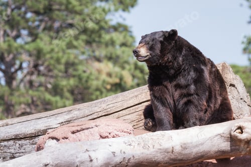Preview: Adult Black Bear Resting Mid Day Under Bright Warm Sunshine In South Dakota