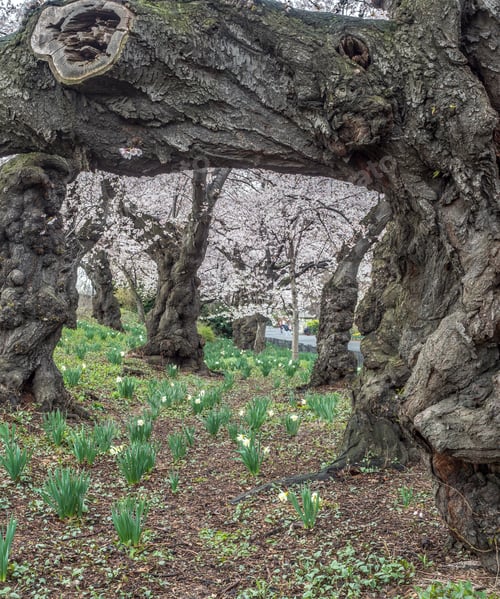 Preview: Central Park, Manhattan, New York City In Spring